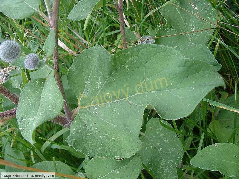 Lopuch kořen řezaný